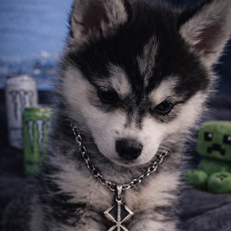 Aesthetic Dog PFPs