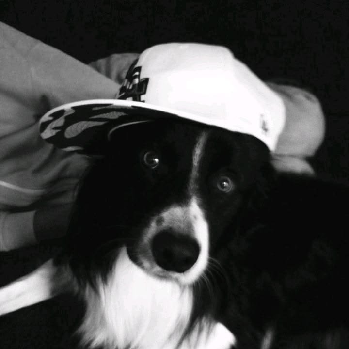 Black and White Dog PFPs