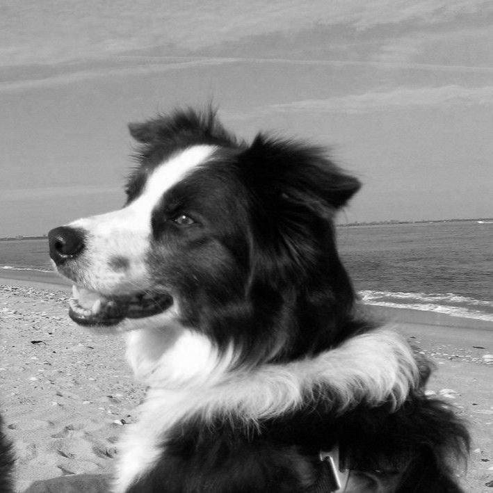 Black and White Dog PFPs