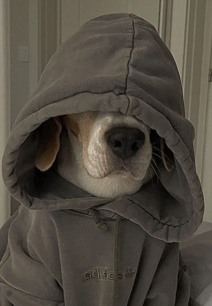 Cool Dog PFPs