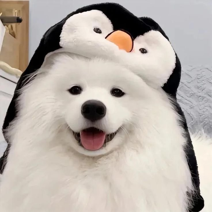 Cute Dog PFPs