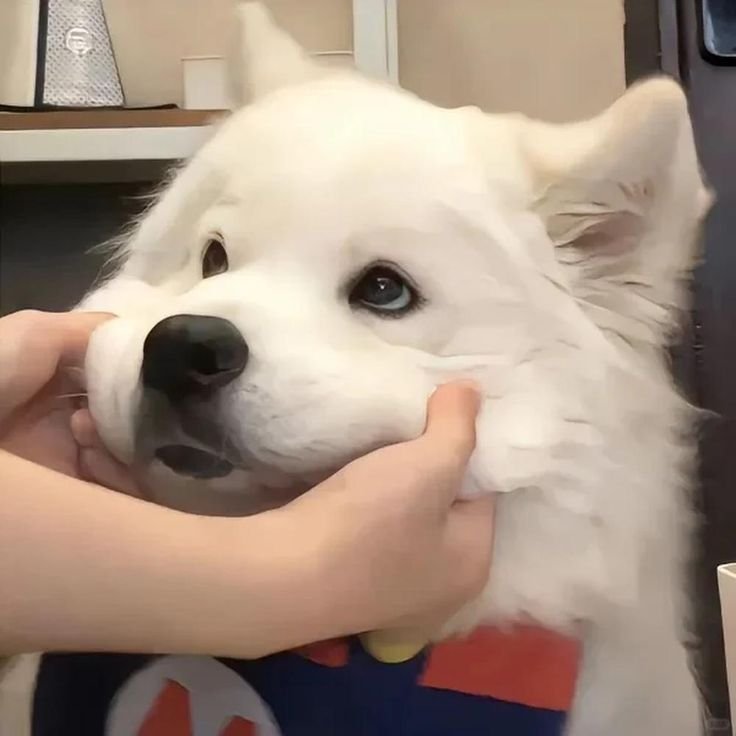 Cute Dog PFPs