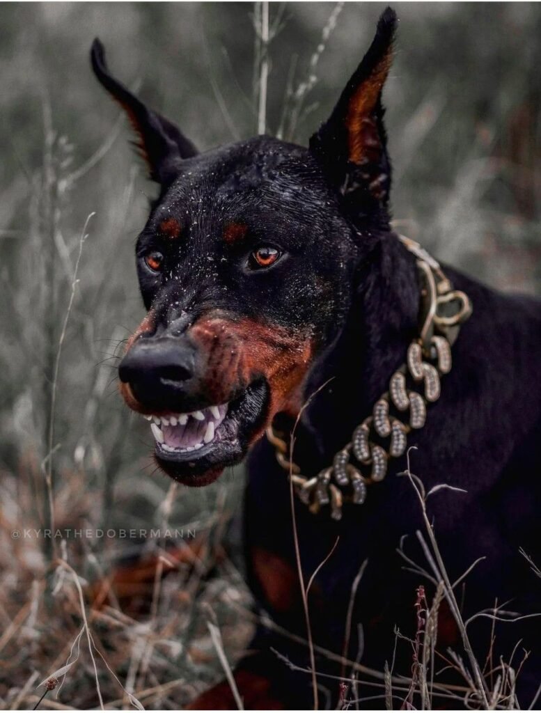 Discord Dog PFPs