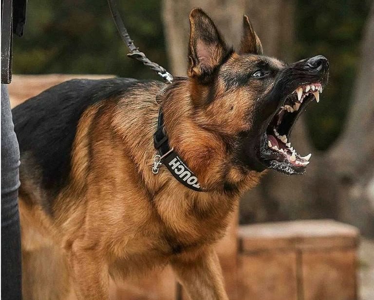 Discord Dog PFPs