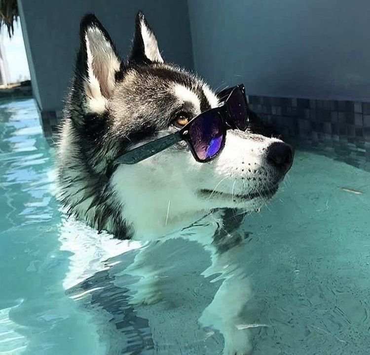 Dog PFP for Boys