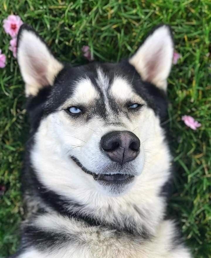 Dog PFP for Boys