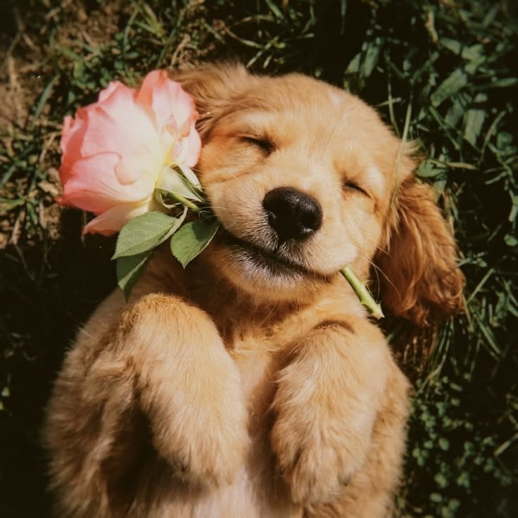 Dog PFP for Girls