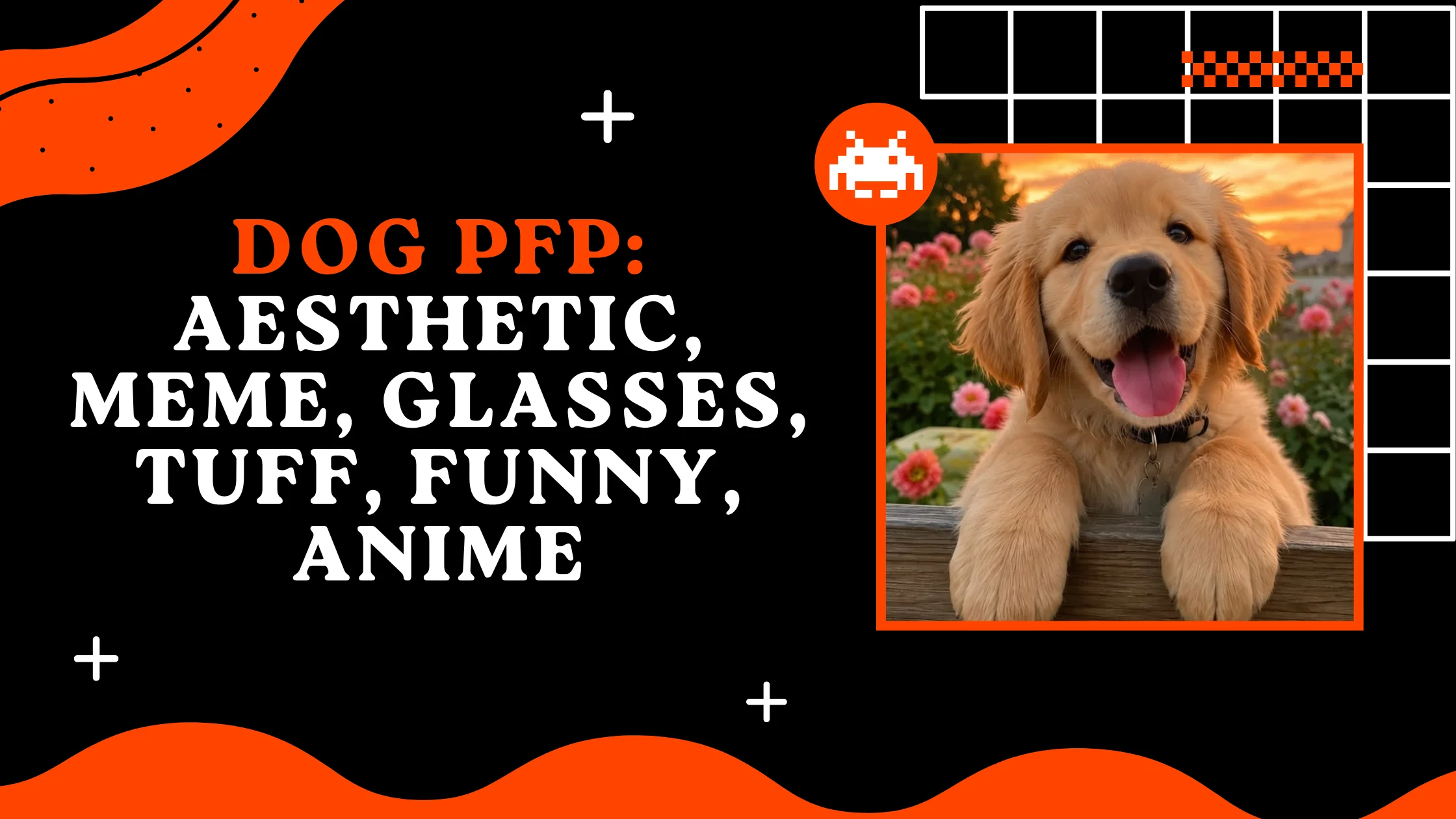 Dog PFP