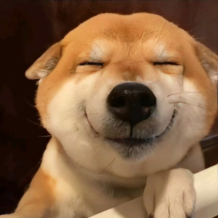 FunnyMeme Dog PFPs