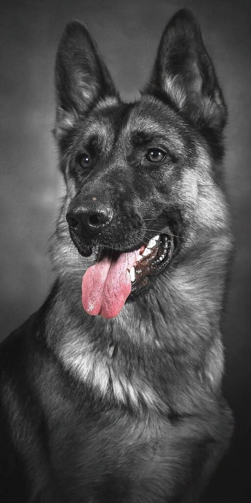 HD4K Dog PFPs