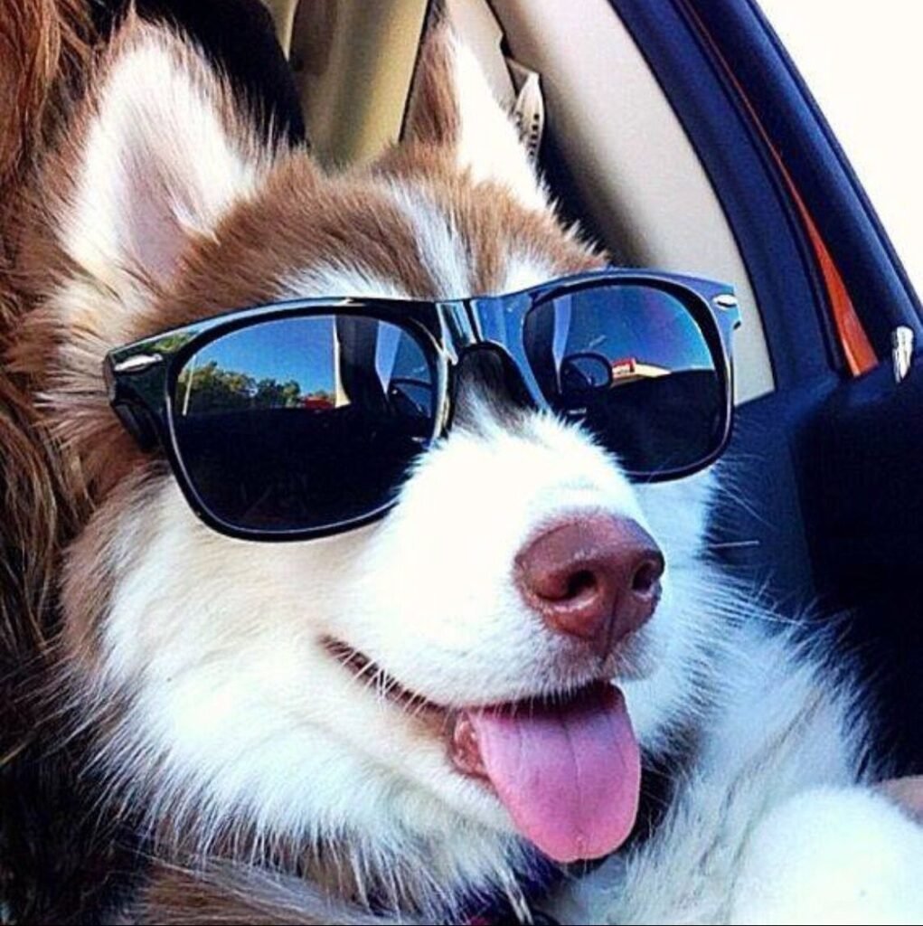 Instagram Dog PFPs
