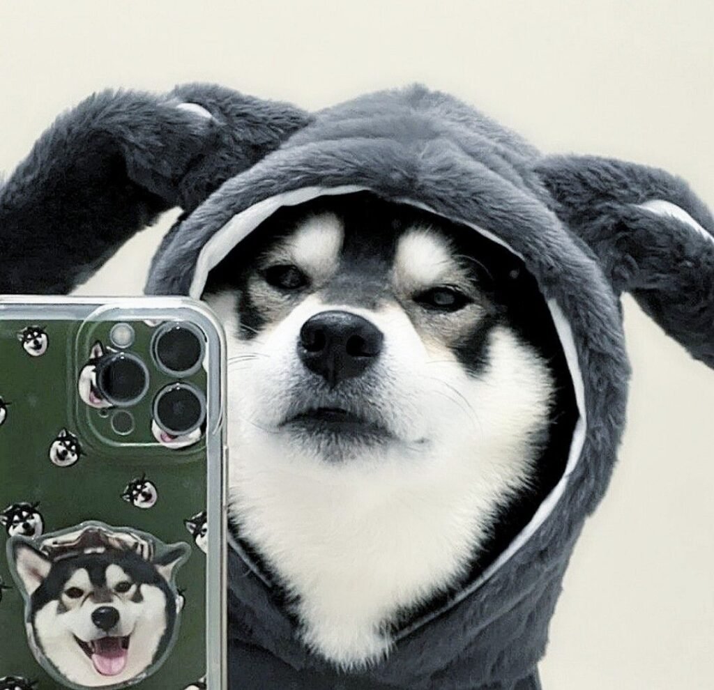 Instagram Dog PFPs