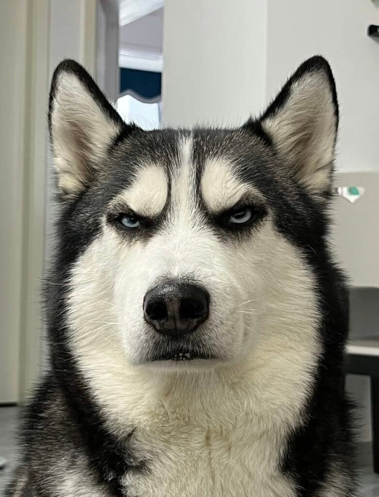 Instagram Dog PFPs