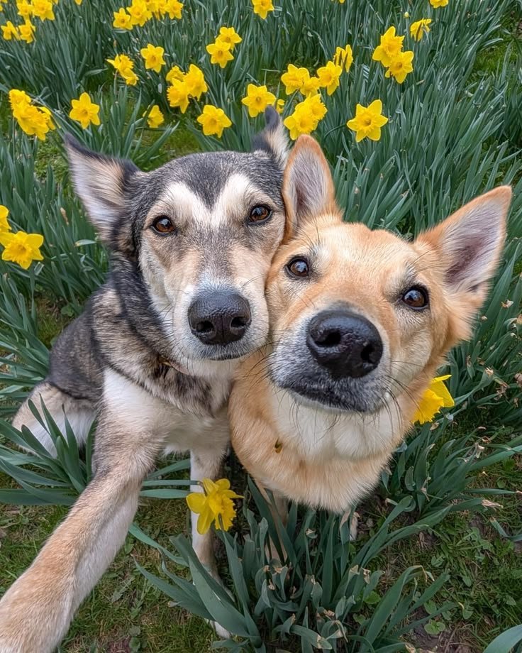 Matching Dog PFPs