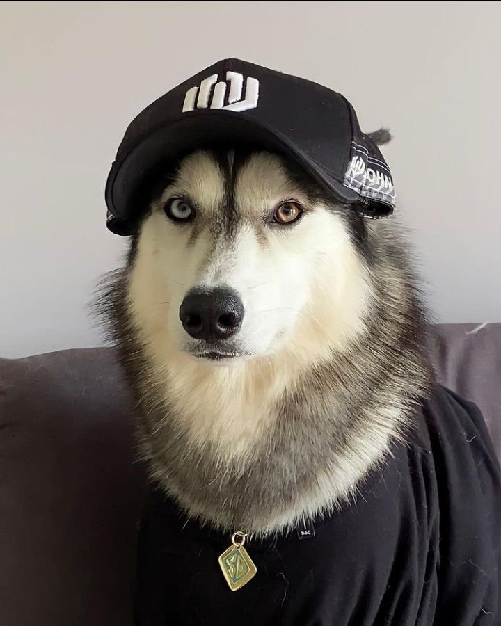 Pinterest Dog PFPs