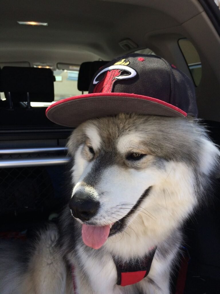 Pinterest Dog PFPs