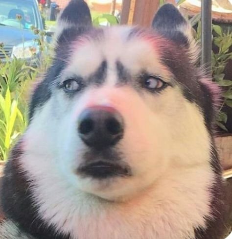 TikTok Dog PFPs
