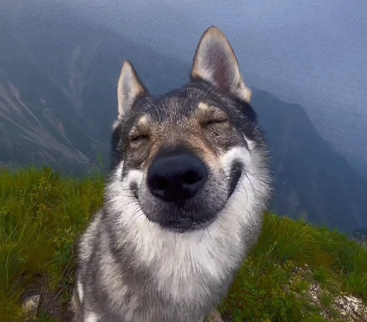 TikTok Dog PFPs