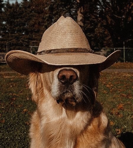 TikTok Dog PFPs