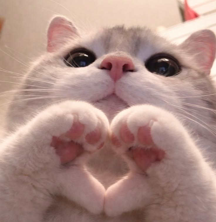 PFP Aesthetic Heart Cute Cat